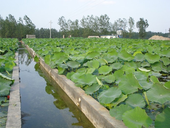 宁夏藕池防渗专用膜应用案例.jpg